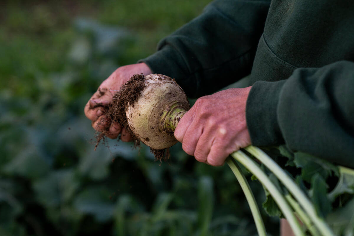 Hands holding a freshly harvested root vegetable, likely a turnip, with soil still clinging to its roots. The person is wearing a dark green long-sleeve shirt, and the background is blurred greenery.