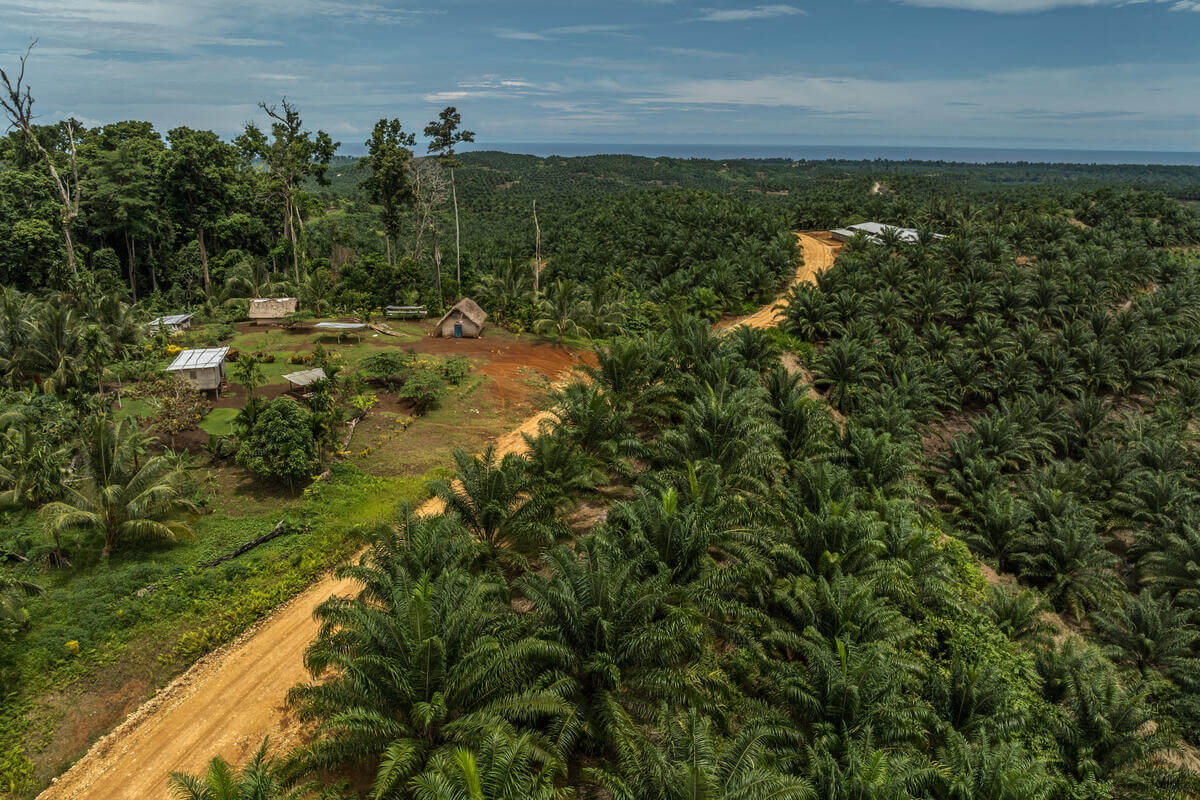 A dirt road winds through a dense palm plantation with rows of palm trees on both sides. On the left side of the road, there is a small clearing with several small structures, including a thatched hut and other simple buildings, surrounded by various trees and vegetation. In the background, the landscape extends into more forested areas under a partly cloudy sky.