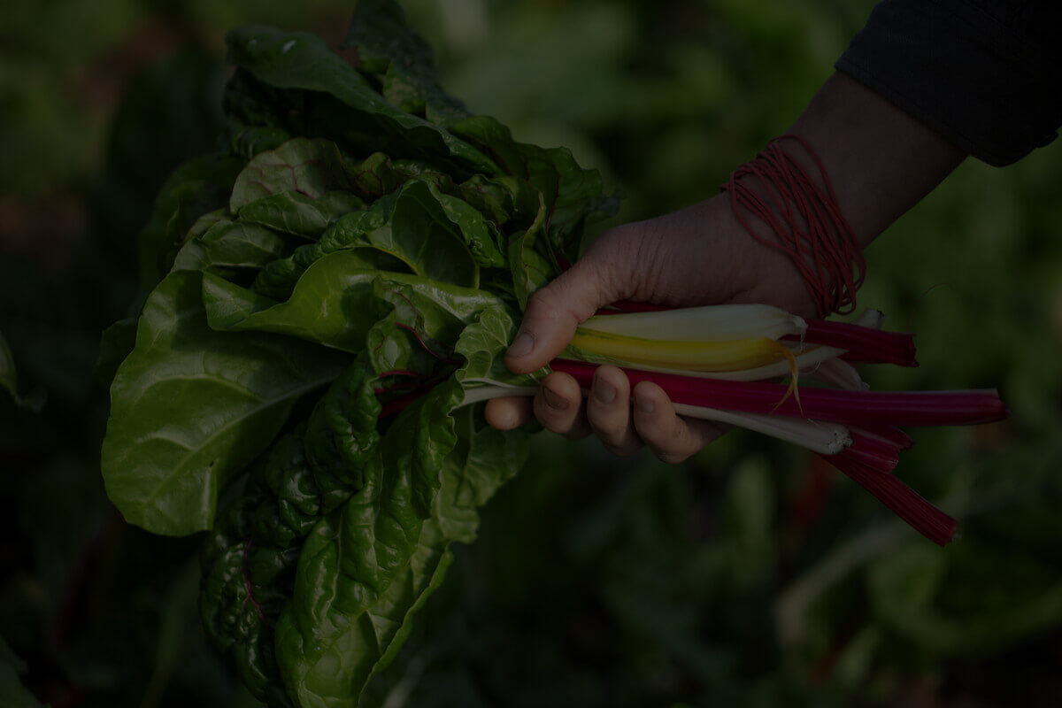 Hand holding a bunch of fresh Swiss chard with green leaves and colorful stems in shades of red, yellow, and white.