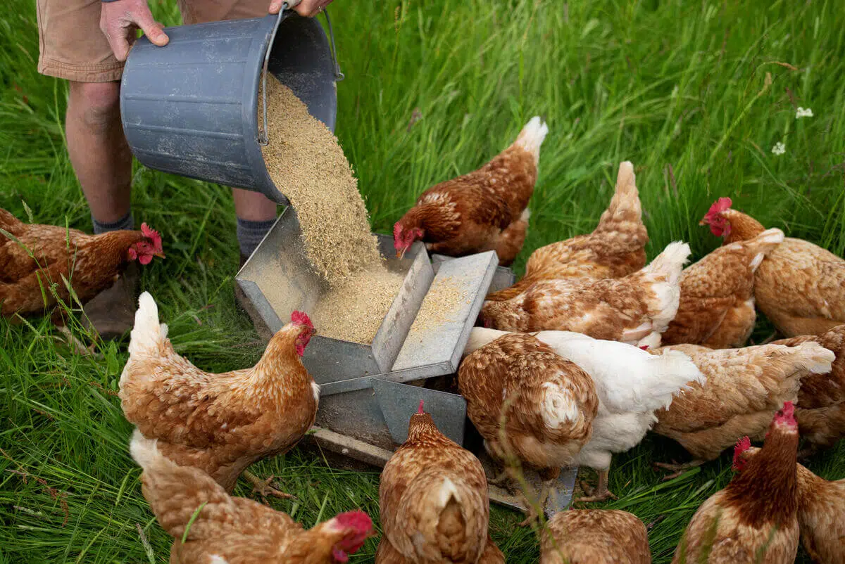 A person wearing shorts and socks is pouring grain feed from a black bucket into a metal feeder on green grass, surrounded by several brown and one white chicken eating the feed.
