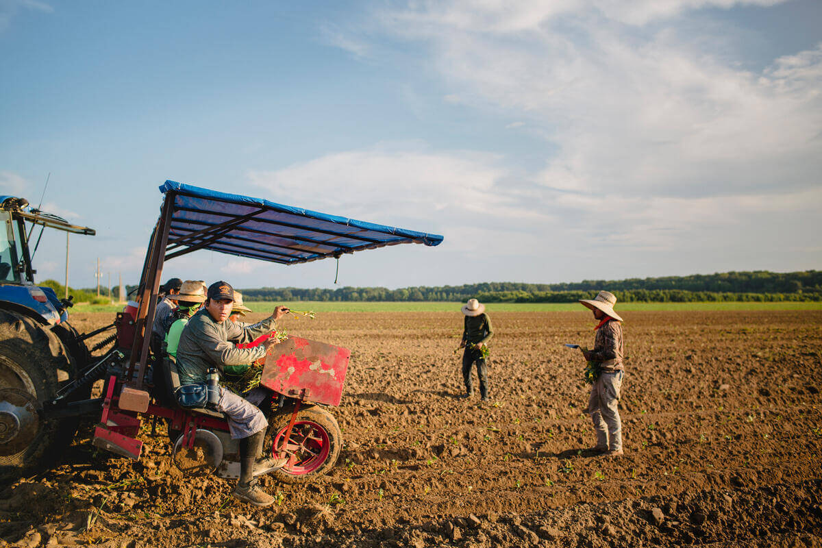 Farm workers wearing hats are harvesting crops in a large, open field. Some workers are seated on a red farming machine attached to a blue tractor, while two others stand in the field holding plants. The sky is partly cloudy with soft sunlight illuminating the scene.