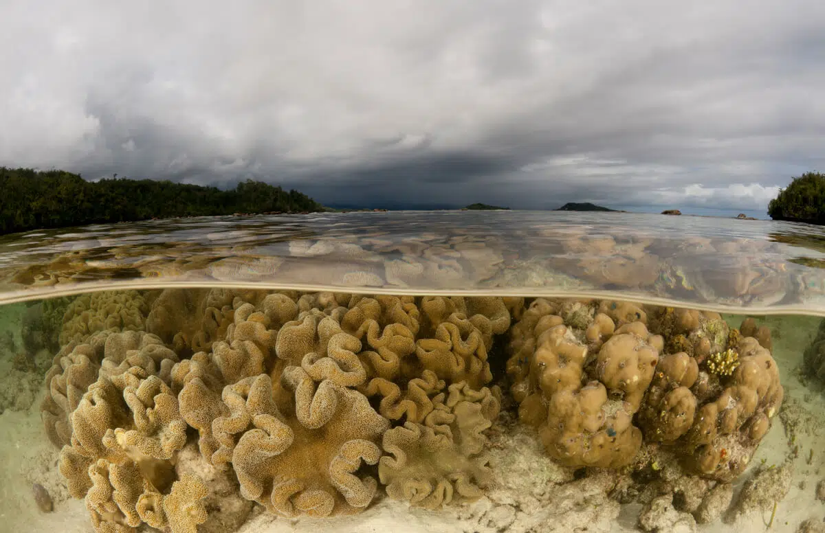 A split-level view showing underwater coral formations with intricate, wavy textures and a cloudy sky above a calm sea. The water surface is clear, revealing the sandy seabed and coral below, while the horizon features distant land covered in greenery under overcast skies.