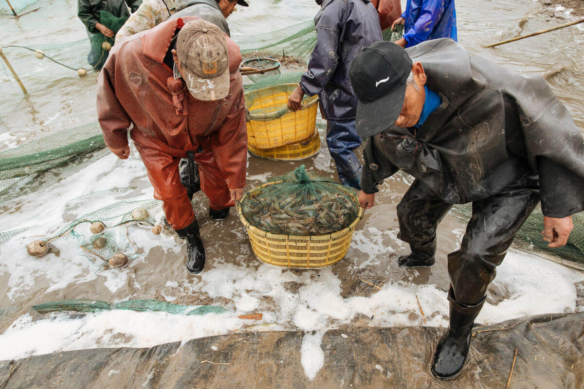 Two fishermen wearing waterproof clothing and boots are carrying a large yellow basket filled with shrimp through shallow, foamy water. Other fishermen and fishing nets are visible in the background.
