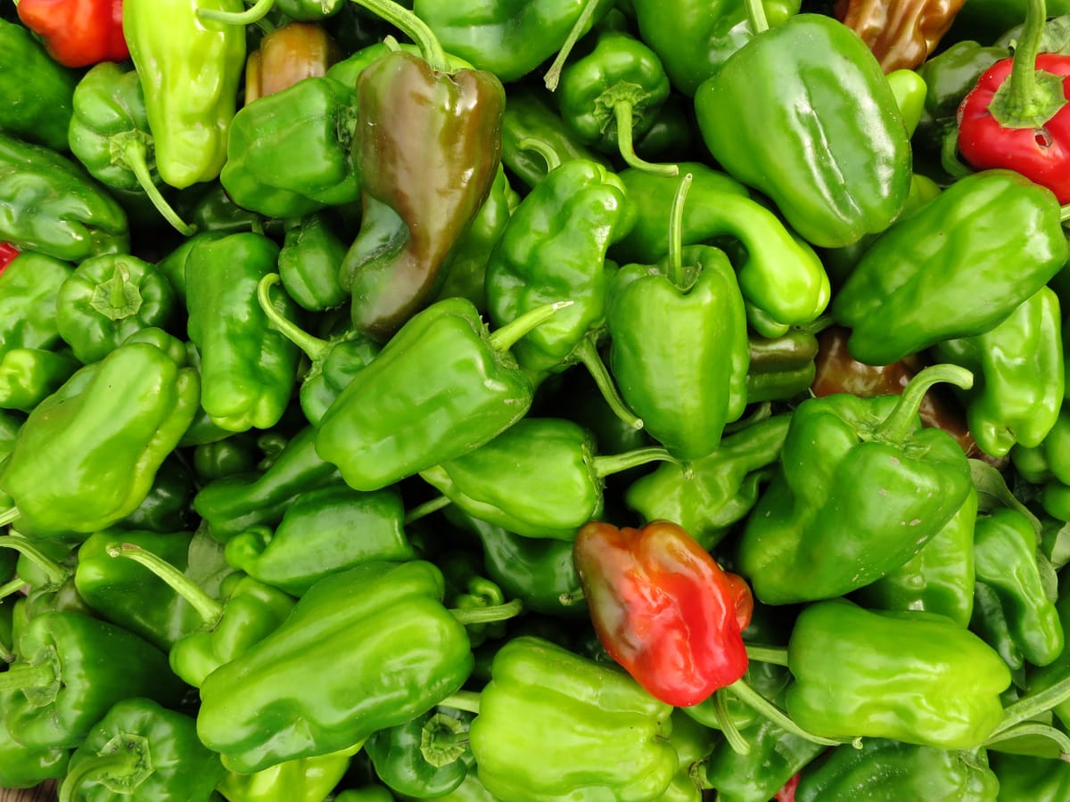 A pile of fresh green bell peppers with a few peppers showing red and brown hues scattered among them. The peppers are glossy and vary slightly in shape and size.