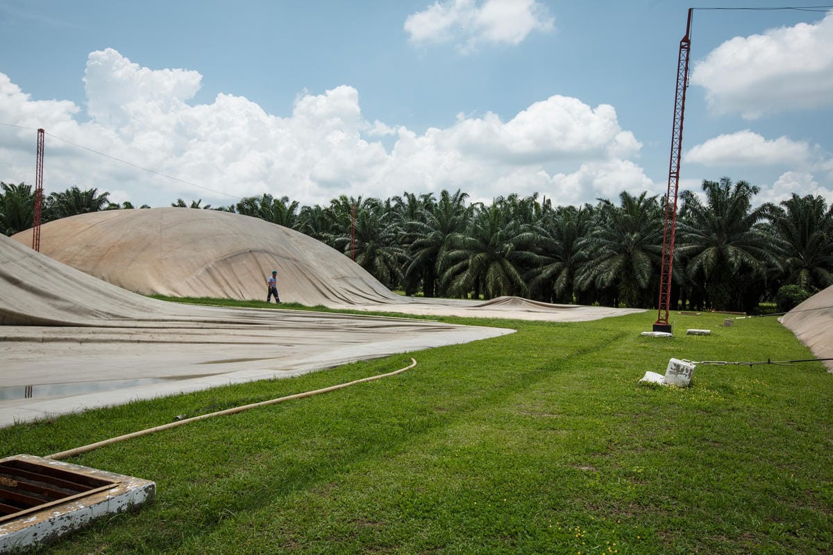A large outdoor area with green grass and several large, dome-shaped beige structures covered with tarps. A person wearing a blue cap and dark pants is walking near one of the domes. Tall palm trees form a dense background under a partly cloudy blue sky. There are also tall red metal poles and some scattered white blocks on the grass.