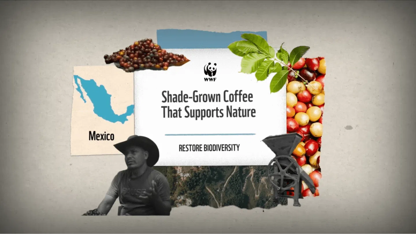 A collage featuring a map of Mexico, coffee cherries, green coffee leaves, a coffee grinder, and a man wearing a hat. In the center, text reads "Shade-Grown Coffee That Supports Nature" with the WWF logo above and "RESTORE BIODIVERSITY" below.