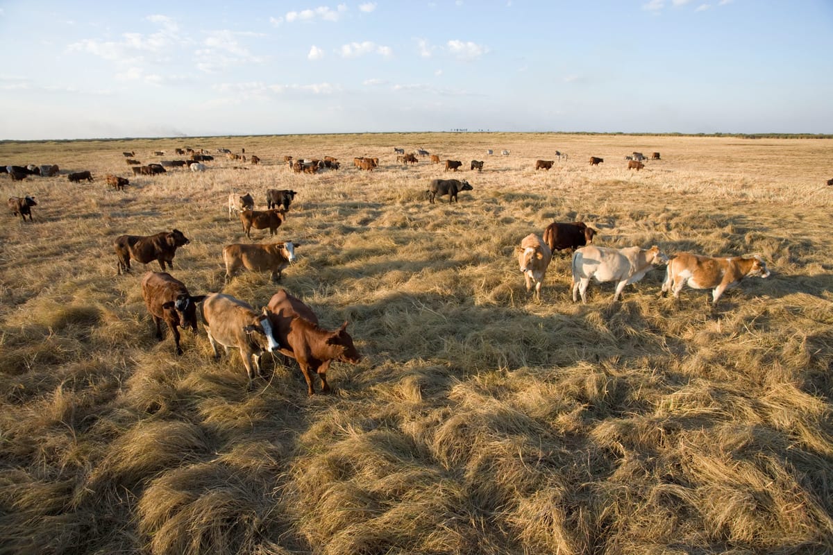 A large herd of cows grazing on a dry, golden-brown grassy field under a partly cloudy blue sky. The cows are spread out across the field, with some standing close together and others scattered further apart. The landscape is flat and expansive, extending to the horizon.