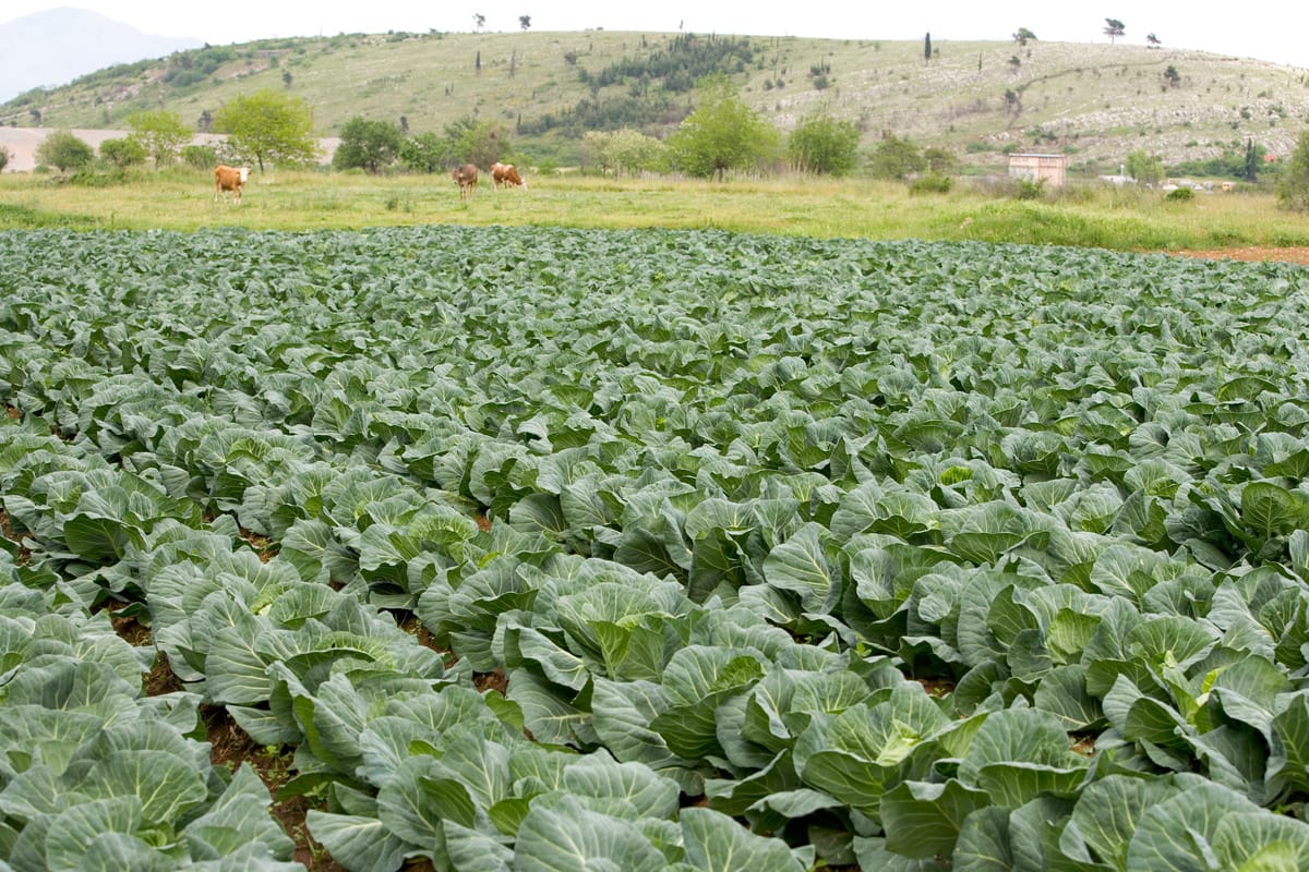 A large field of green cabbage plants growing in neat rows with a grassy area and three cows in the background. Behind the cows, there is a hill with scattered trees and shrubs.