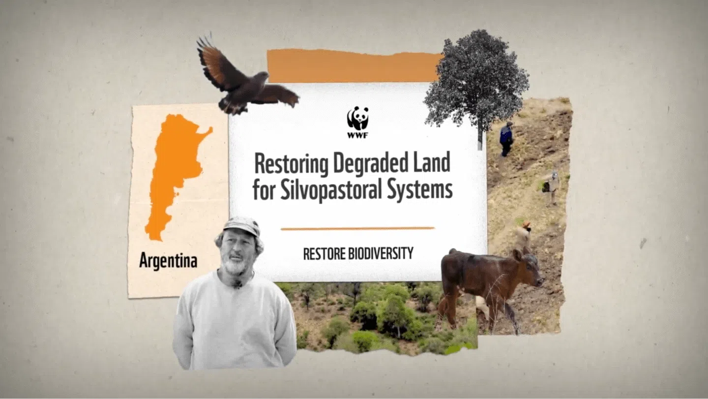 WWF graphic promoting the restoration of degraded land for silvopastoral systems in Argentina, featuring an orange map of Argentina, a flying bird, a tree, a man in a cap and sweater, a calf, and a background of people working on land with some greenery. The text reads "Restoring Degraded Land for Silvopastoral Systems" and "Restore Biodiversity.