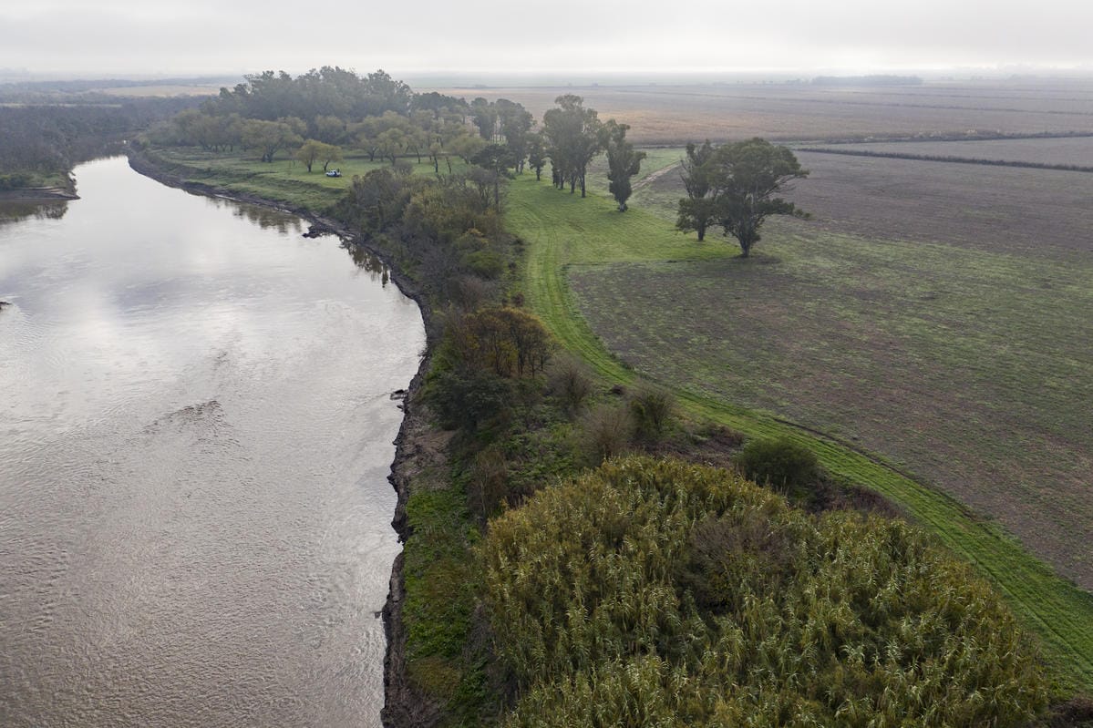 Drone photograph of trees and buffer zones where agricultural fields meet the [TK] river