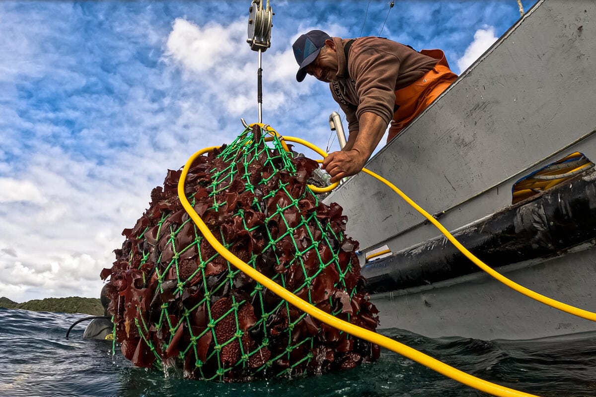 Manuel Vidal, captain of the artisanal fishing vessel ‘Cobra’, receives a net full of luga, a leathery seaweed, that a diver collected from the seabed off the coast of Guafo Island