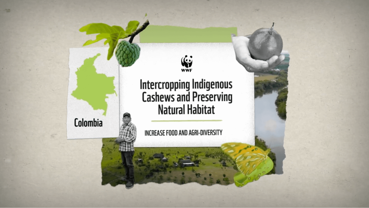 WWF graphic featuring a map of Colombia, a man standing, a green fruit on a branch, a hand holding a cashew fruit, a butterfly, and a river landscape. The text reads: "Intercropping Indigenous Cashews and Preserving Natural Habitat - Increase Food and Agri-Diversity.