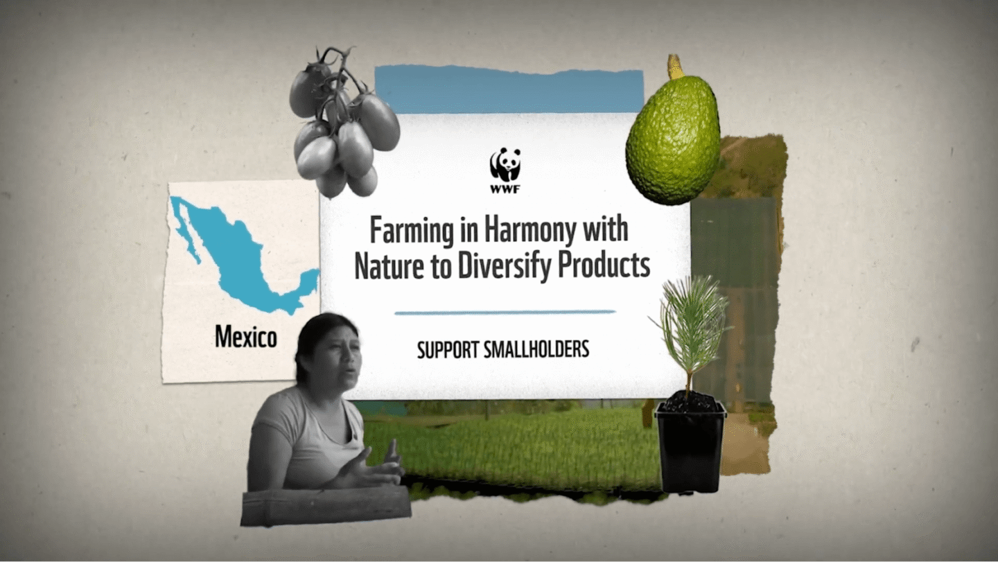 WWF message promoting "Farming in Harmony with Nature to Diversify Products" with a focus on supporting smallholders in Mexico. The image includes a map of Mexico, a cluster of tomatoes, an avocado, a small potted plant, and a woman speaking, all arranged around the central text.