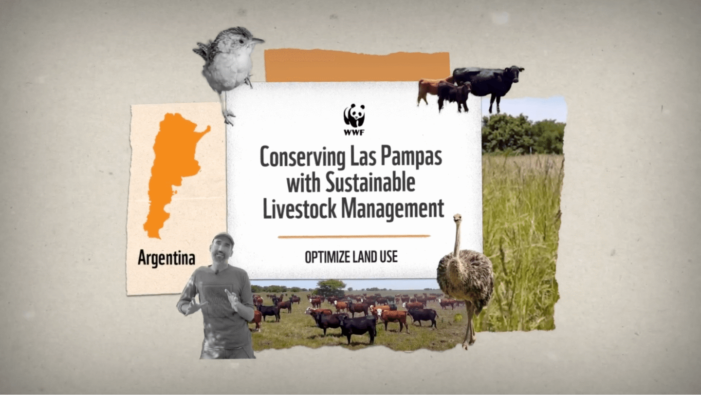 WWF message about conserving Las Pampas in Argentina through sustainable livestock management to optimize land use, featuring images of cattle, a bird, an ostrich, a man speaking, and a map of Argentina.