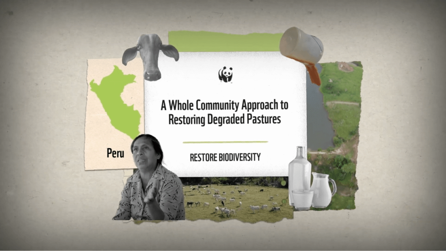 A collage featuring a green map of Peru, a black and white cow's head, a woman gesturing, a pasture with grazing cows, and dairy containers including a bottle, a glass, and a jug. In the center, text reads: "A Whole Community Approach to Restoring Degraded Pastures" with "RESTORE BIODIVERSITY" below, accompanied by the WWF panda logo.