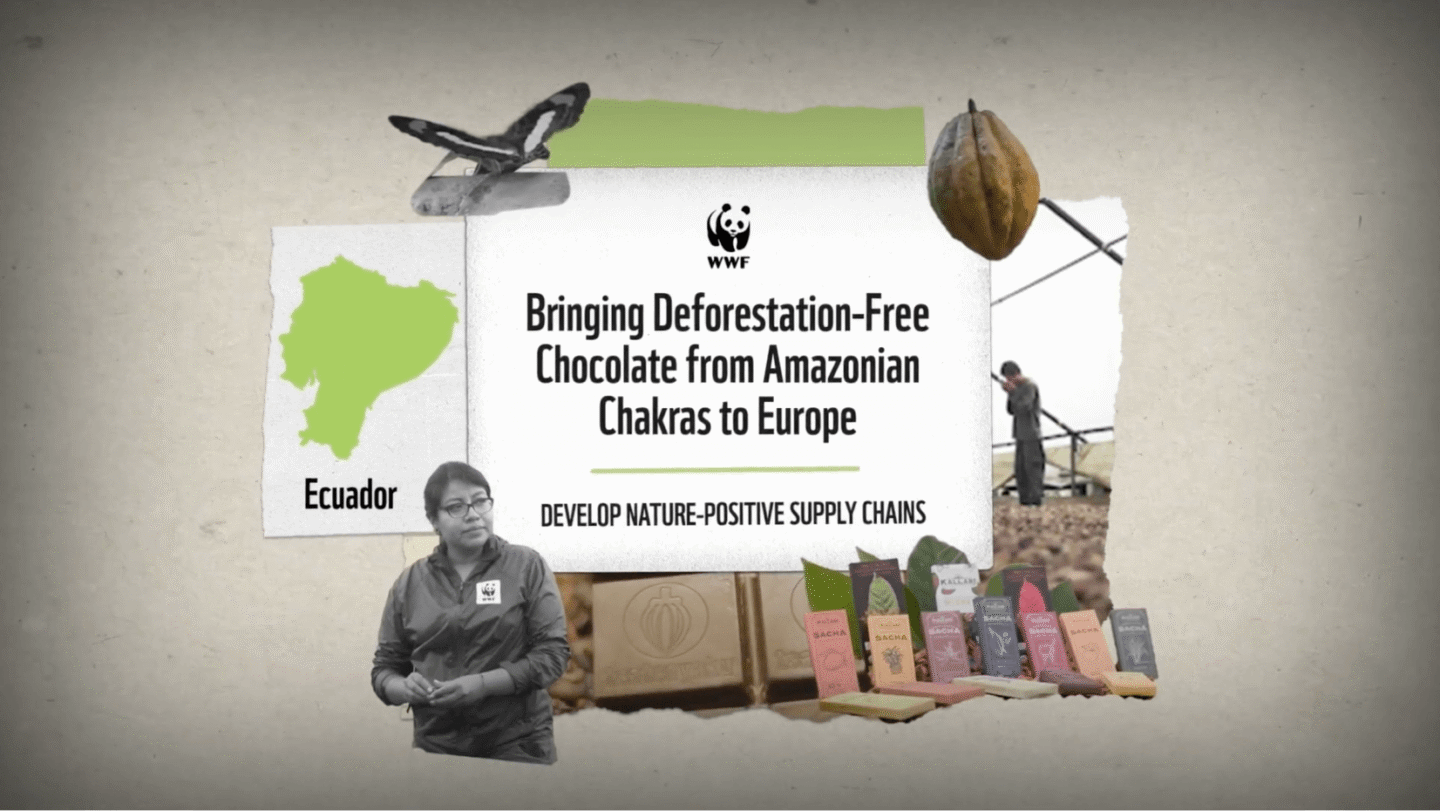 WWF promotional graphic featuring a map of Ecuador, a woman wearing a WWF jacket, a butterfly, a cacao pod, and various chocolate bars. The central text reads: "Bringing Deforestation-Free Chocolate from Amazonian Chakras to Europe" with the subtext "Develop Nature-Positive Supply Chains.