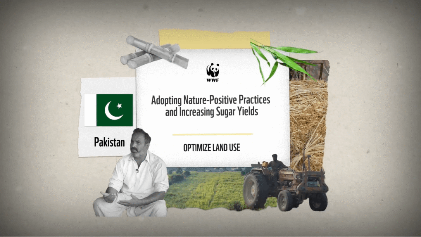 WWF initiative in Pakistan focused on adopting nature-positive practices and increasing sugar yields by optimizing land use. The image includes the Pakistan flag, sugarcane stalks, a man in white traditional attire, a tractor in a field, and a background of harvested sugarcane.