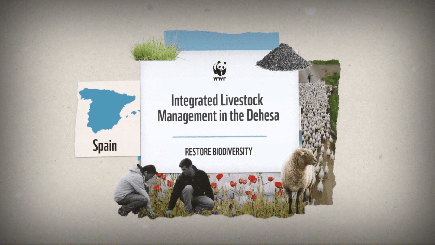 WWF logo above the text "Integrated Livestock Management in the Dehesa" with the subtitle "Restore Biodiversity." To the left, a blue map of Spain labeled "Spain." Below the text, two people crouching among red flowers and grass. To the right, a sheep standing and a herd of sheep being herded along a path. Small images of grass and a pile of gravel are above the main text.