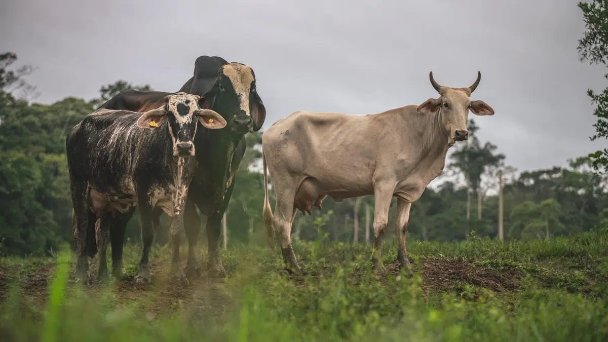 Three cows standing on a grassy patch with a forested background under a cloudy sky. One cow is light beige with horns, while the other two are darker with mixed black and white markings.