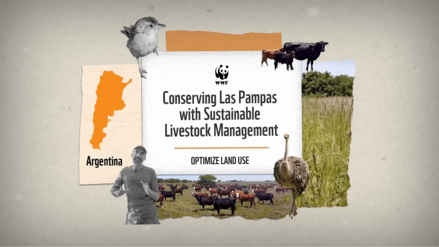 WWF message about conserving Las Pampas in Argentina through sustainable livestock management to optimize land use, featuring images of cattle, a bird, an ostrich, a man speaking, and a map of Argentina.