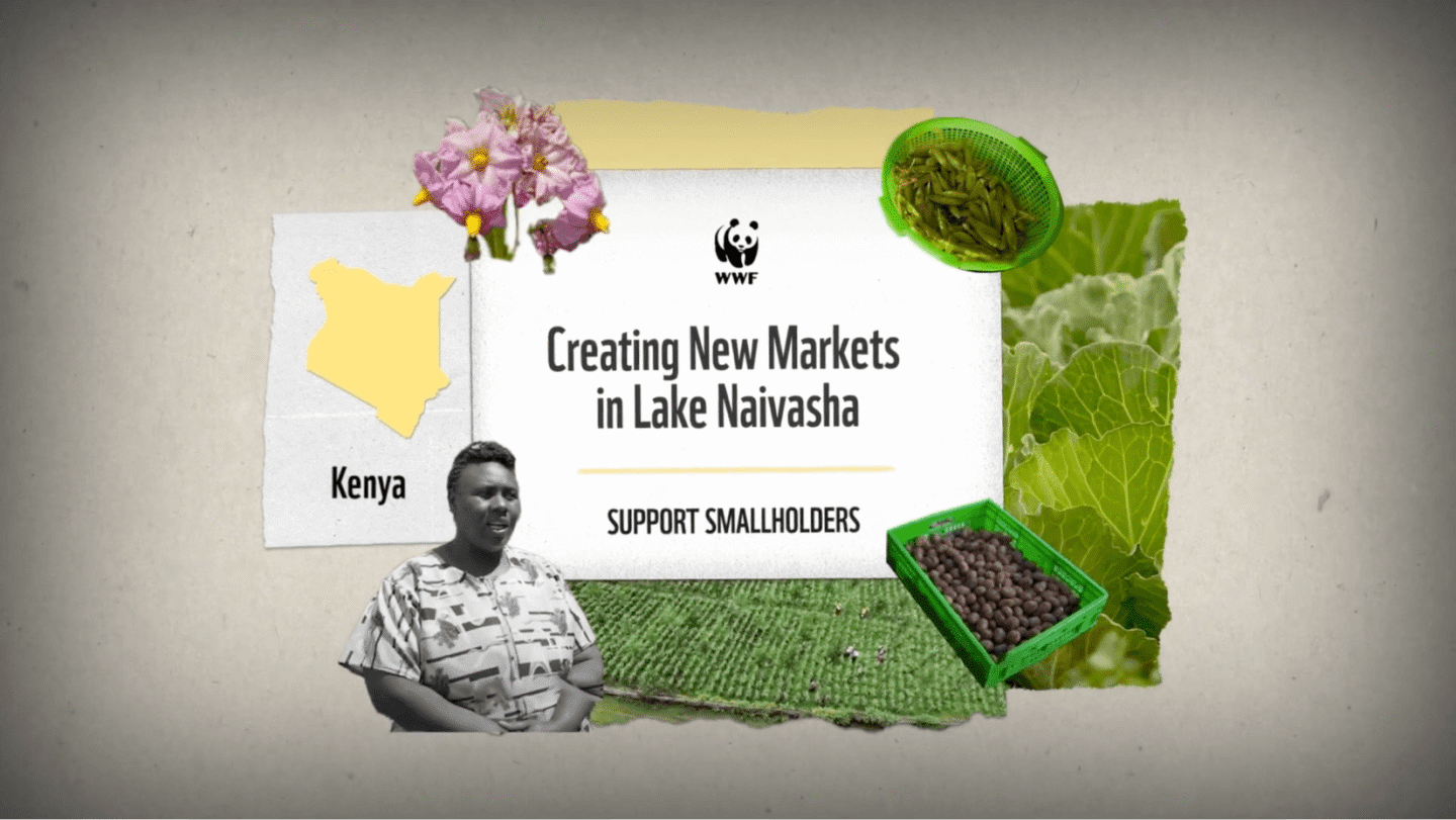 WWF promotional graphic featuring the text "Creating New Markets in Lake Naivasha" and "Support Smallholders." It includes a yellow map outline of Kenya, a black-and-white photo of a woman, images of pink flowers, green peas in a basket, a crate of dark round seeds, and green leafy vegetables with a background of cultivated farmland.