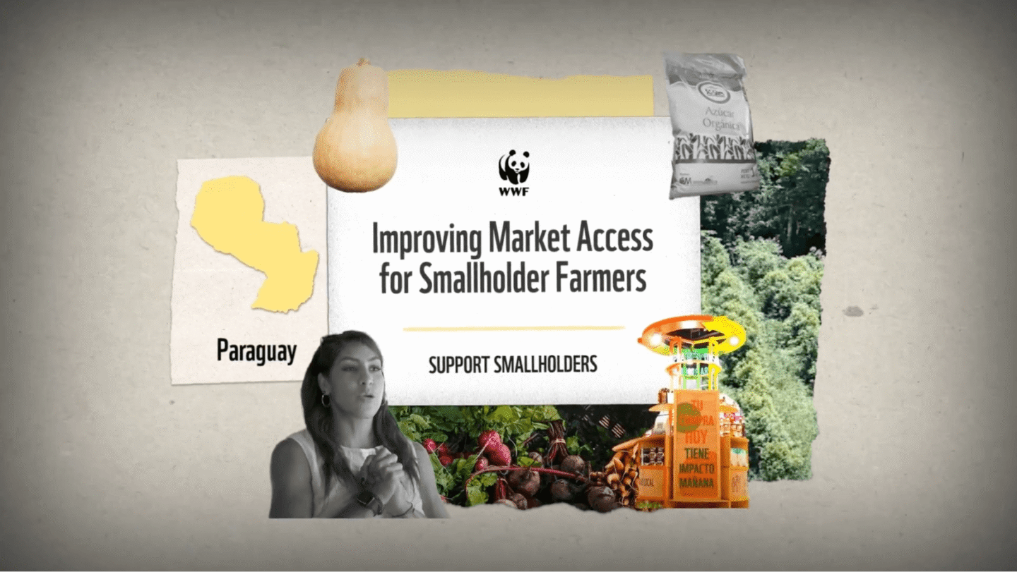 A collage featuring a map of Paraguay, a butternut squash, a bag of organic sugar, a woman speaking, fresh vegetables, and a small orange market stall with Spanish text. In the center, a sign with the WWF logo reads "Improving Market Access for Smallholder Farmers" and "Support Smallholders." The background includes a forested area.