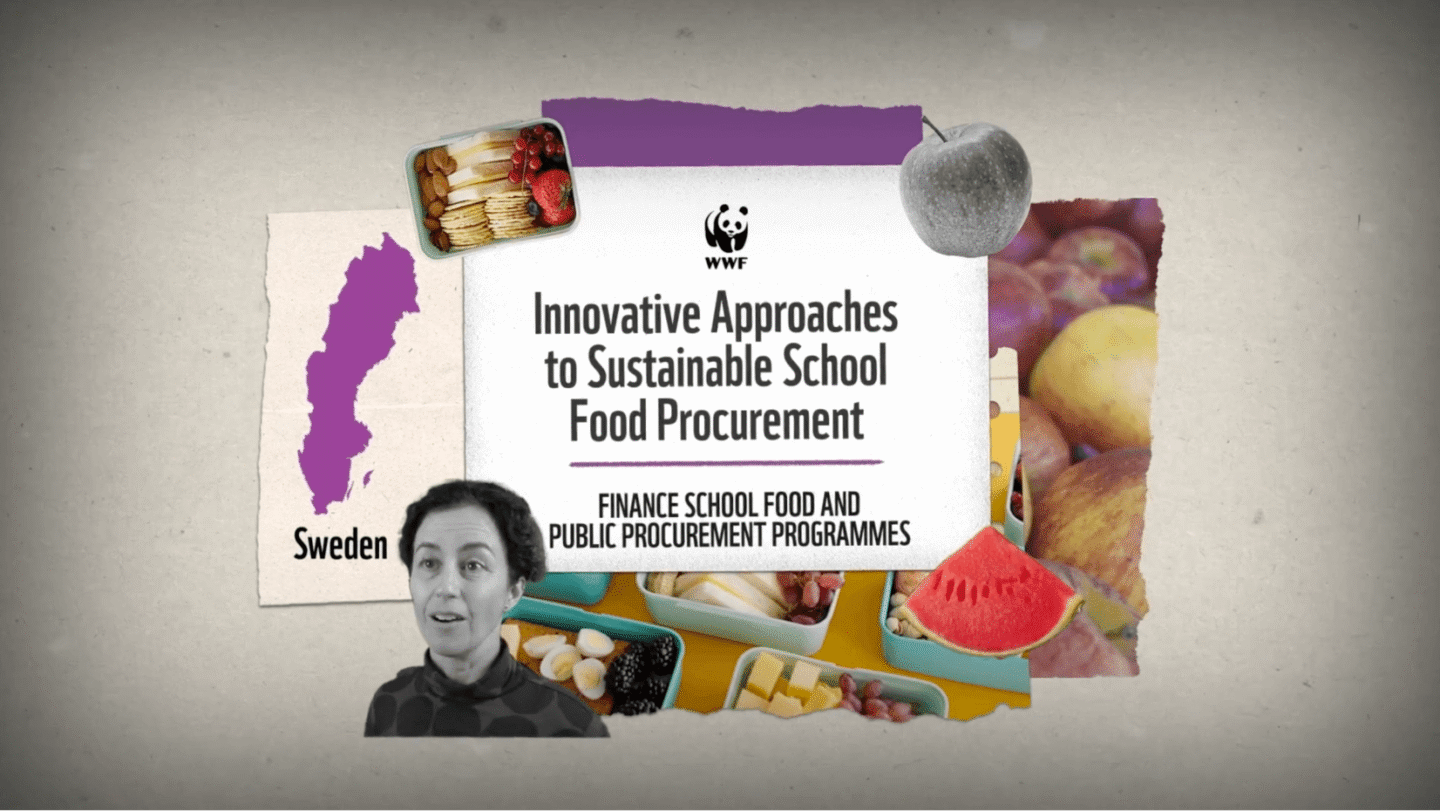 WWF logo above the text "Innovative Approaches to Sustainable School Food Procurement" with a subtitle "Finance School Food and Public Procurement Programmes." To the left is a purple map of Sweden labeled "Sweden." Surrounding the text are images of various foods including a lunchbox with crackers, cheese, strawberries, grapes, boiled eggs, blackberries, and watermelon, as well as a gray apple and a background of apples. A grayscale photo of a woman is at the bottom left.