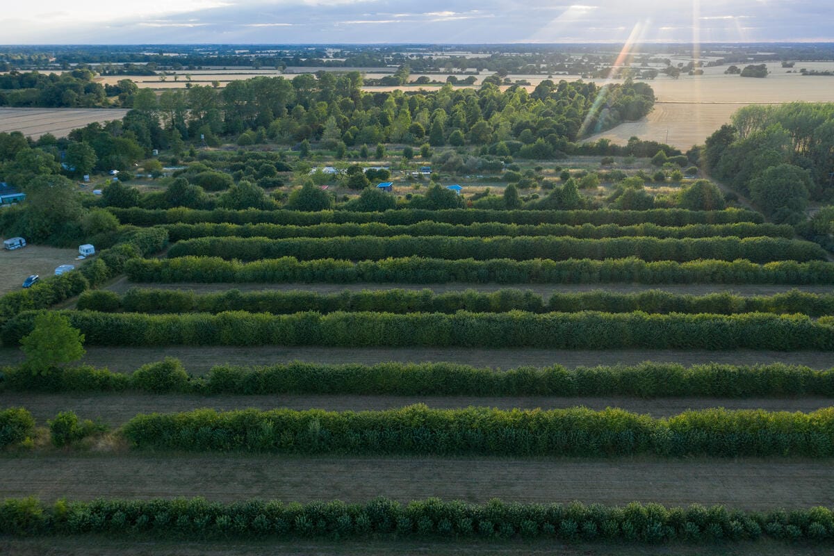 Rows of dense green hedges or bushes arranged in parallel lines across a field, with a few scattered vehicles and small structures visible among the greenery. The background shows more trees, open fields, and a partly cloudy sky with sunlight streaming through.