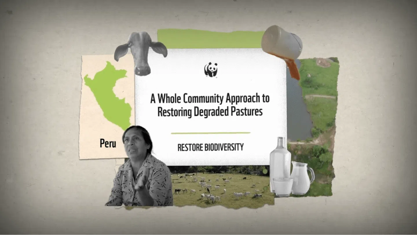 A collage featuring a green map of Peru, a black-and-white photo of a woman speaking, and images of cows grazing in a pasture. There are also illustrations of a cow's head, a tipped-over container pouring liquid, and dairy products including a bottle, a glass, and a jug. In the center, text reads: "A Whole Community Approach to Restoring Degraded Pastures" with "RESTORE BIODIVERSITY" below it, accompanied by the WWF panda logo.