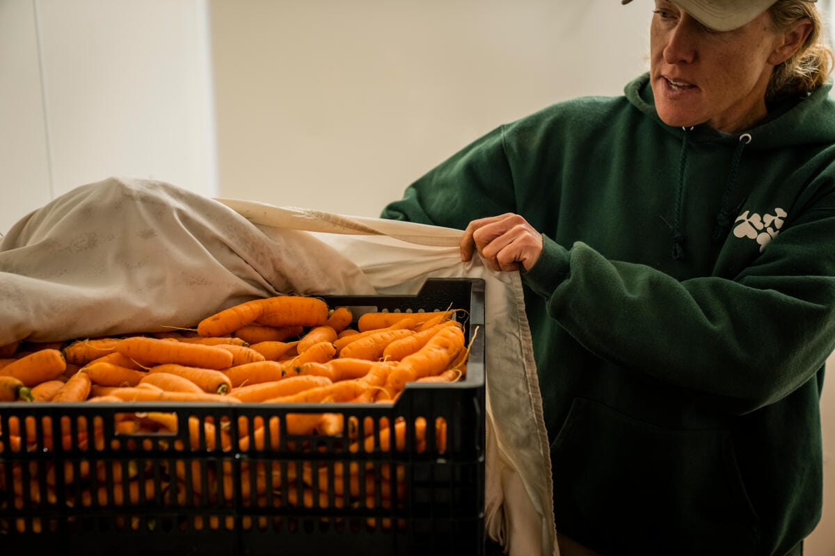 A person wearing a green hoodie and beige cap is lifting a white cloth covering a black crate filled with fresh orange carrots. The background is plain and softly lit.