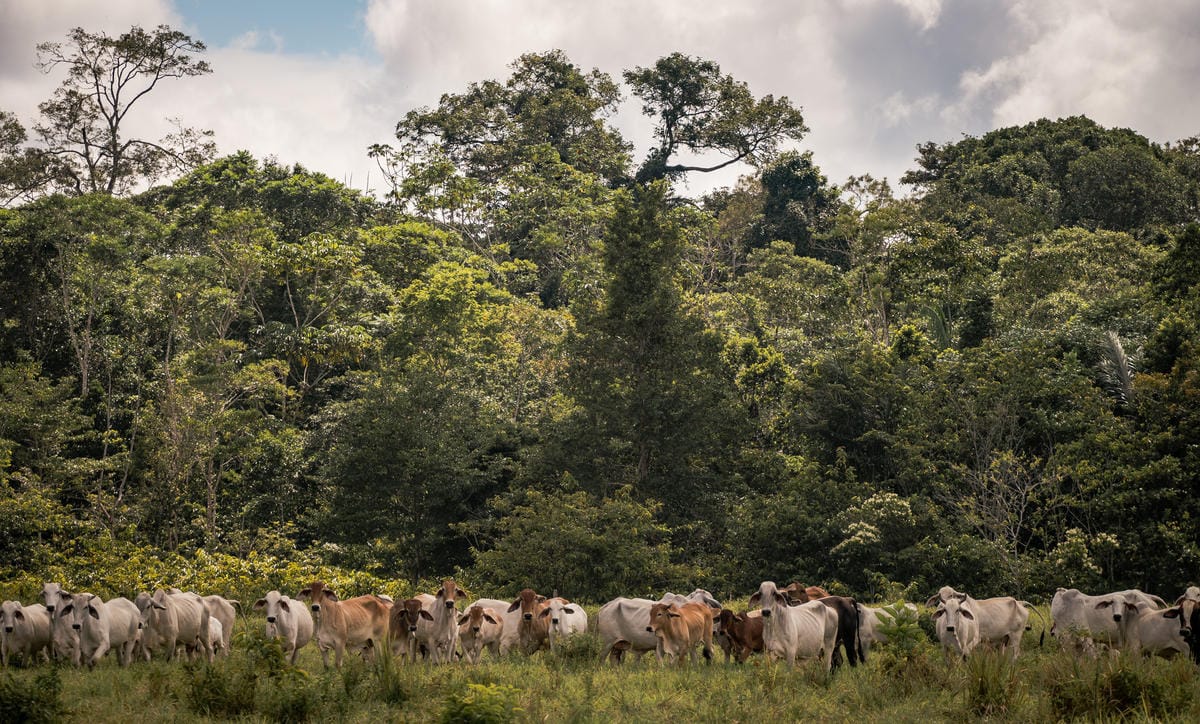 A herd of cows standing in a grassy field with dense, tall green trees and foliage in the background under a partly cloudy sky.