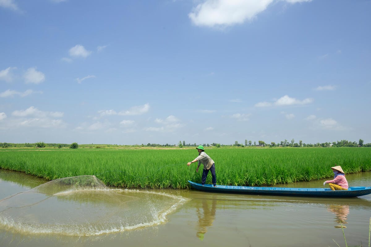 Two people are on a narrow blue boat in a calm river or canal next to a lush green rice field. One person is standing and casting a fishing net into the water, while the other is sitting at the back of the boat wearing a traditional conical hat. The sky is clear with a few scattered clouds.