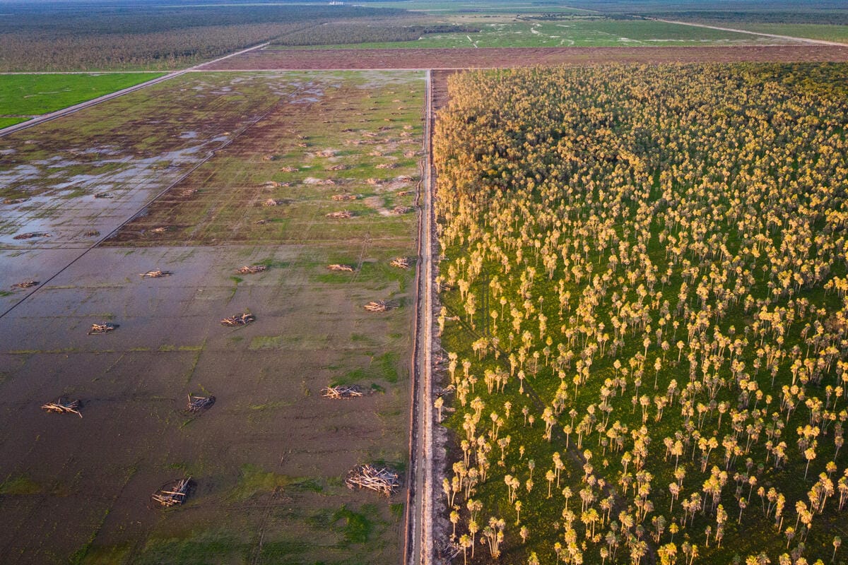 Aerial view showing a clear contrast between a deforested area on the left with scattered tree stumps and a dense forest of tall trees with yellowish-green foliage on the right, separated by a narrow dirt road. The background features more forest and open land.