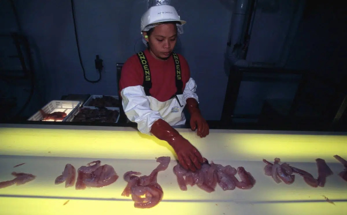 A person wearing a white hard hat, red and white protective clothing, and red gloves is handling raw seafood on a lighted processing table. There are trays with more seafood in the background. The setting appears to be an industrial or seafood processing facility.