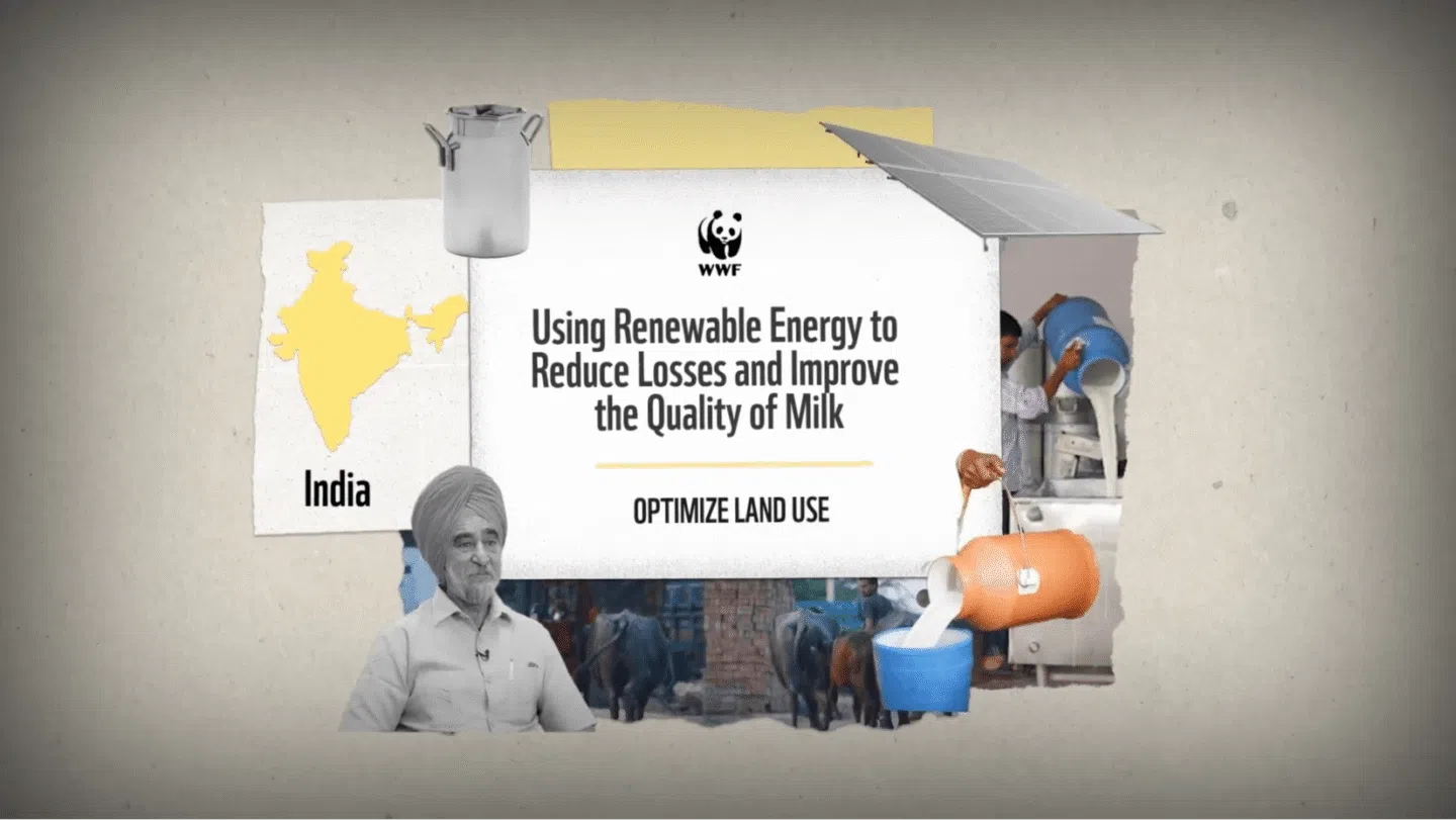 Using renewable energy to reduce losses and improve the quality of milk in India, with a focus on optimizing land use. The image includes a map of India, a man wearing a turban, cows, milk being poured from containers, and a solar panel, highlighting sustainable dairy farming practices.