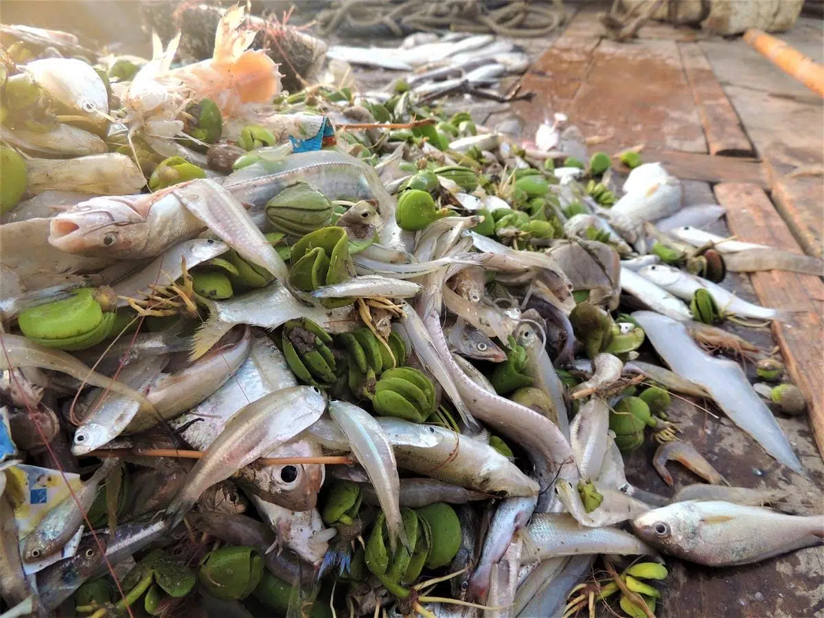Juvenile and undersized fish catch at Turshan creek using illegal set bag net, Sindh, Pakistan