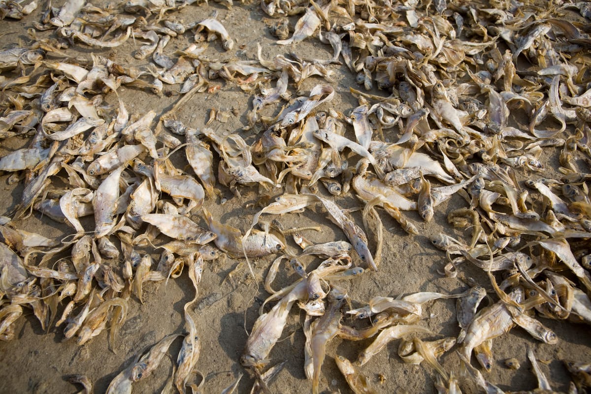Dried, farmed fish. High salinity has damaged agricultural land.