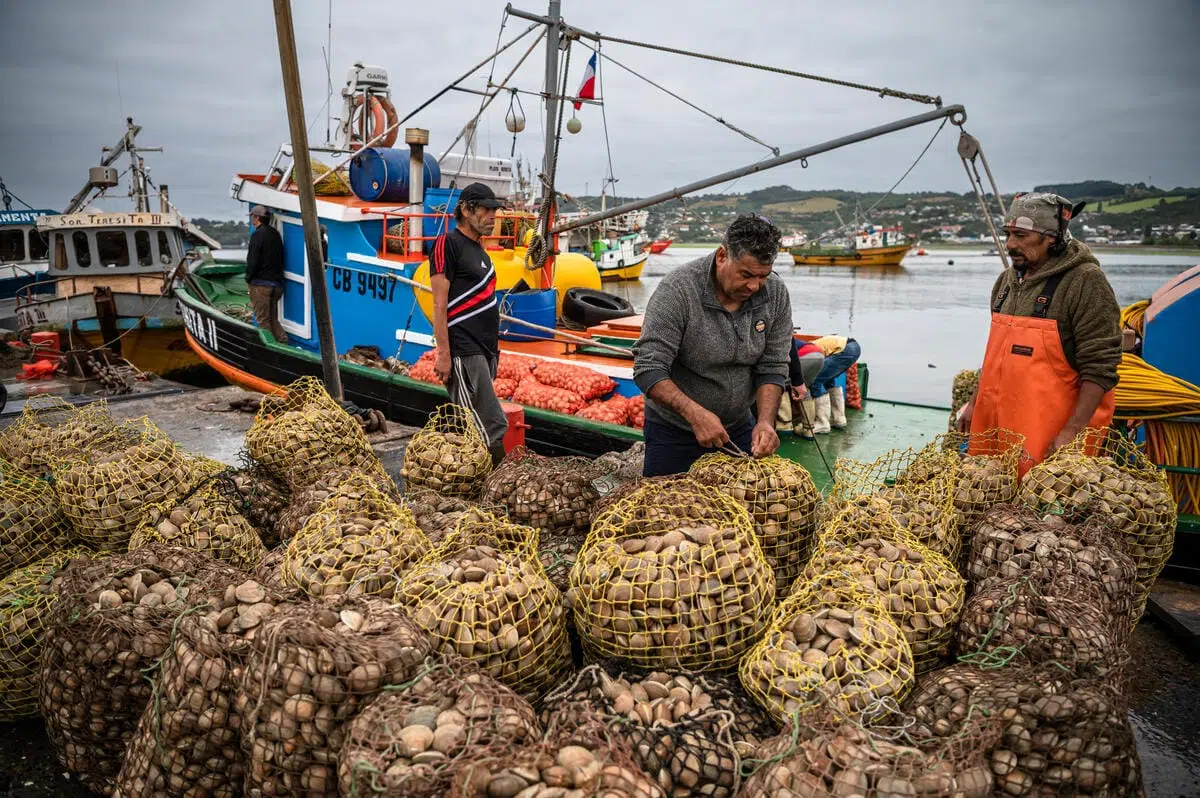 Several men are working on a dock next to fishing boats, surrounded by large mesh bags filled with clams or shellfish. The scene is overcast with a calm body of water and a distant shoreline with hills and buildings in the background. One man is wearing an orange apron, and another is tying or inspecting one of the bags.