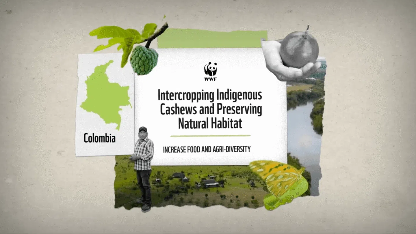 WWF graphic featuring a map of Colombia, a man standing on farmland, a green fruit on a branch, a hand holding a cashew fruit, and a yellow-green butterfly. The text reads: "Intercropping Indigenous Cashews and Preserving Natural Habitat - Increase Food and Agri-Diversity.