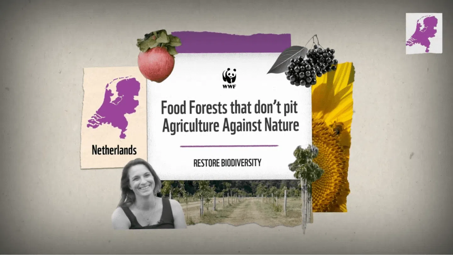 WWF promotional graphic featuring the text "Food Forests that don’t pit Agriculture Against Nature" and "RESTORE BIODIVERSITY." It includes a purple map of the Netherlands, images of a strawberry, elderberries, a sunflower with a bee, a smiling woman, and a pathway lined with young trees.