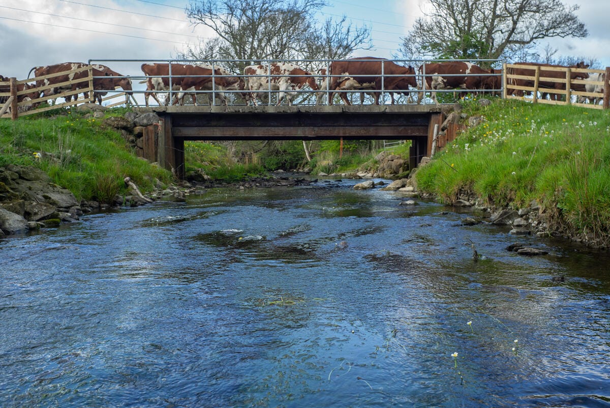 A group of brown and white cows walking across a metal and wooden bridge over a flowing stream, with grassy banks and leafless trees in the background under a partly cloudy sky.