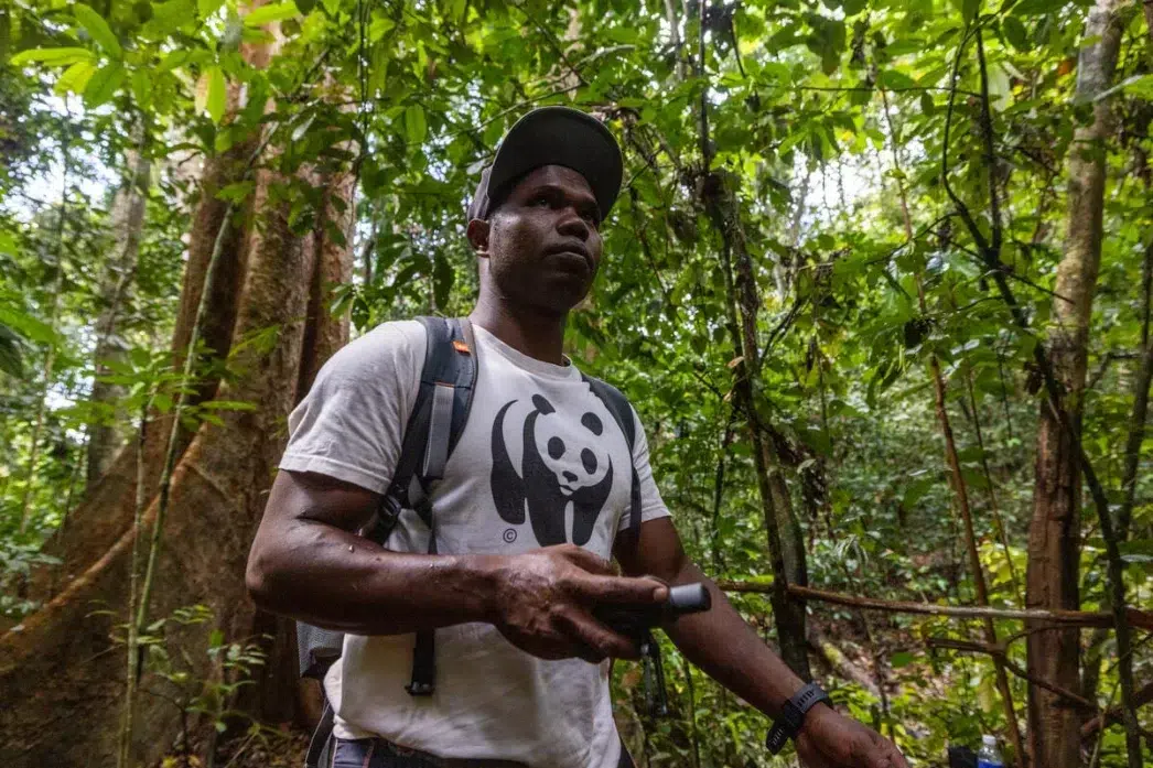 WWF field researcher walking through a forest landscape